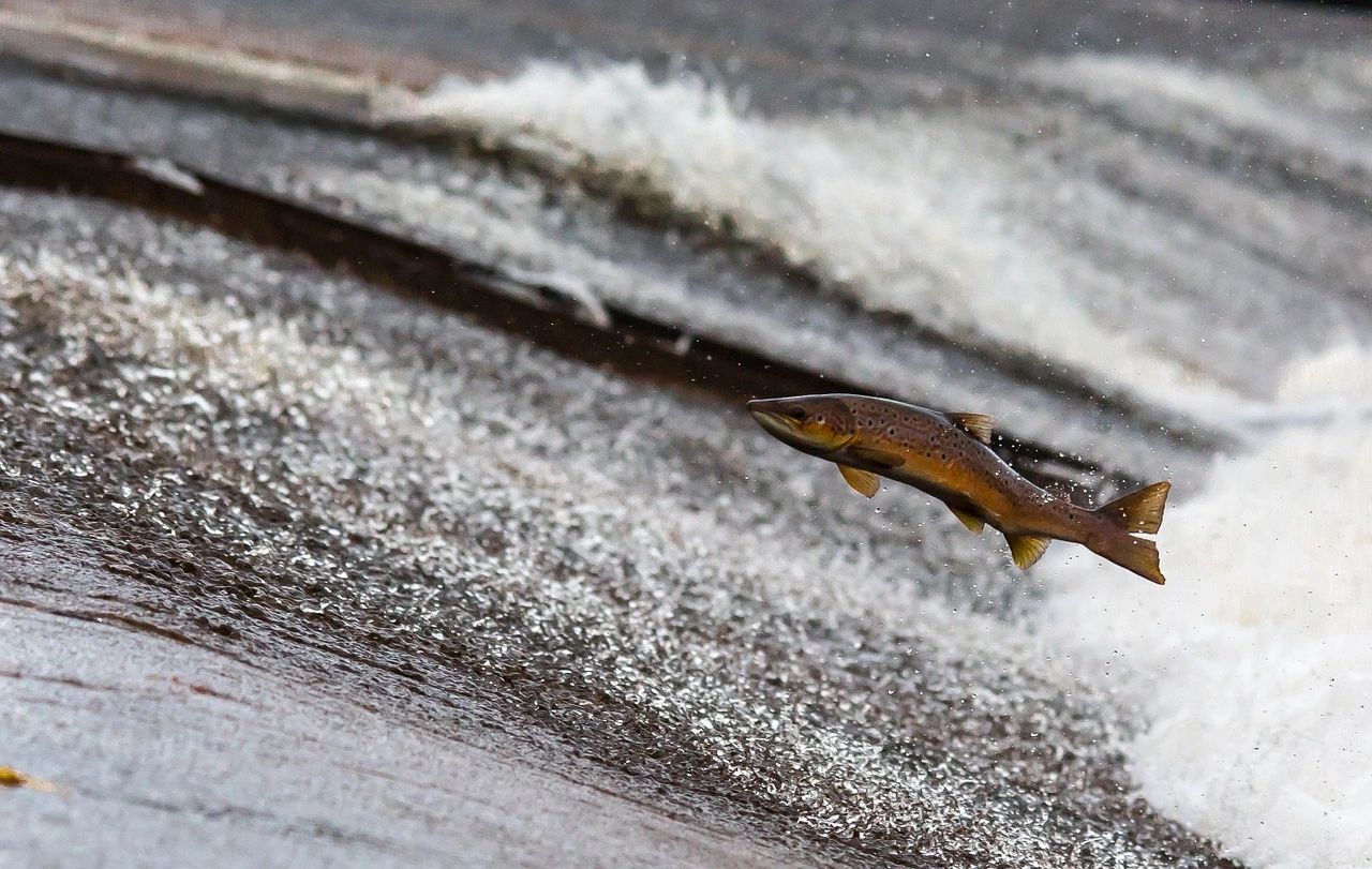 salmon jumping upstream in the Northwest