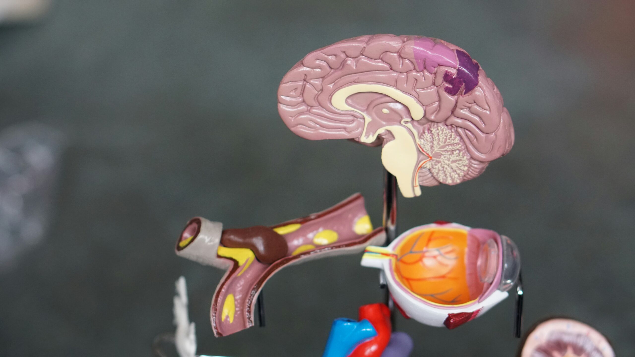 Rare Disease research demonstrated by an illustration of the brain.